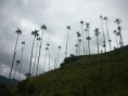 /album/fotogaleria-valle-del-cocora/p1050777-jpg/