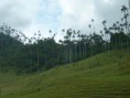 /album/fotogaleria-valle-del-cocora/p1050781-jpg/