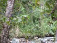 /album/fotogaleria-valle-del-cocora/p1050838-jpg/