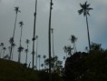 /album/fotogaleria-valle-del-cocora/p1050914-jpg/
