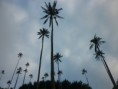 /album/fotogaleria-valle-del-cocora/p1050917-jpg/