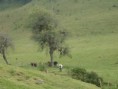 /album/fotogaleria-valle-del-cocora/l-jpg1/