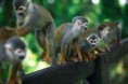 /album/fotogaleria-parques-naturales-ambientales/acc46575c16814aee4600ee539d20d8f-jpg/